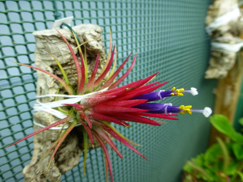 photos de tillandsias  Ionant15