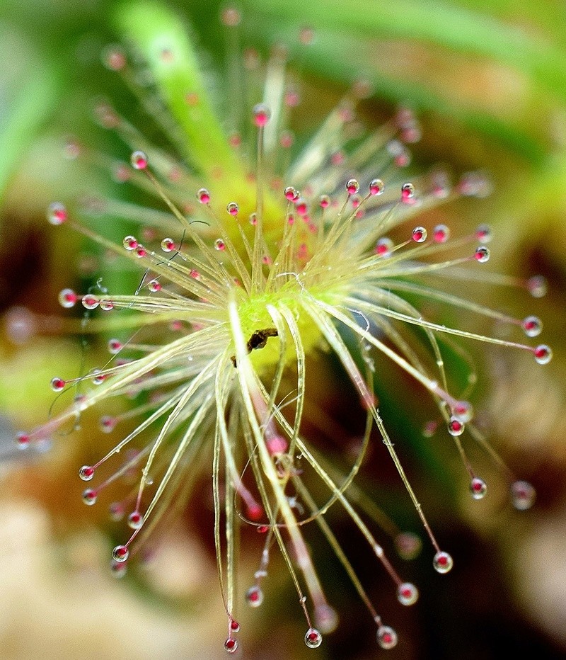 Culture Drosera Pygmées - Page 2 Scorpi13