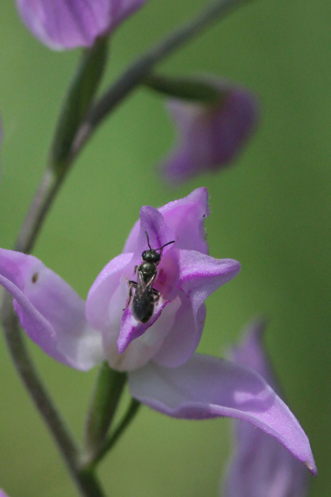 Divers insectes d'été Cepha210