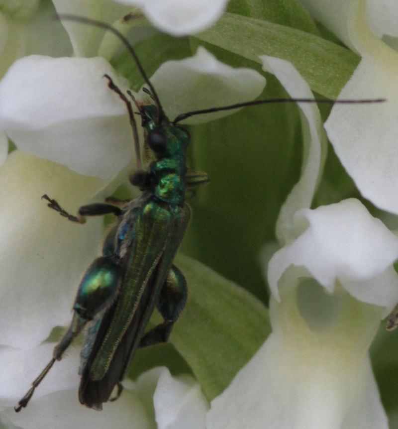 Divers insectes d'été Coleio12