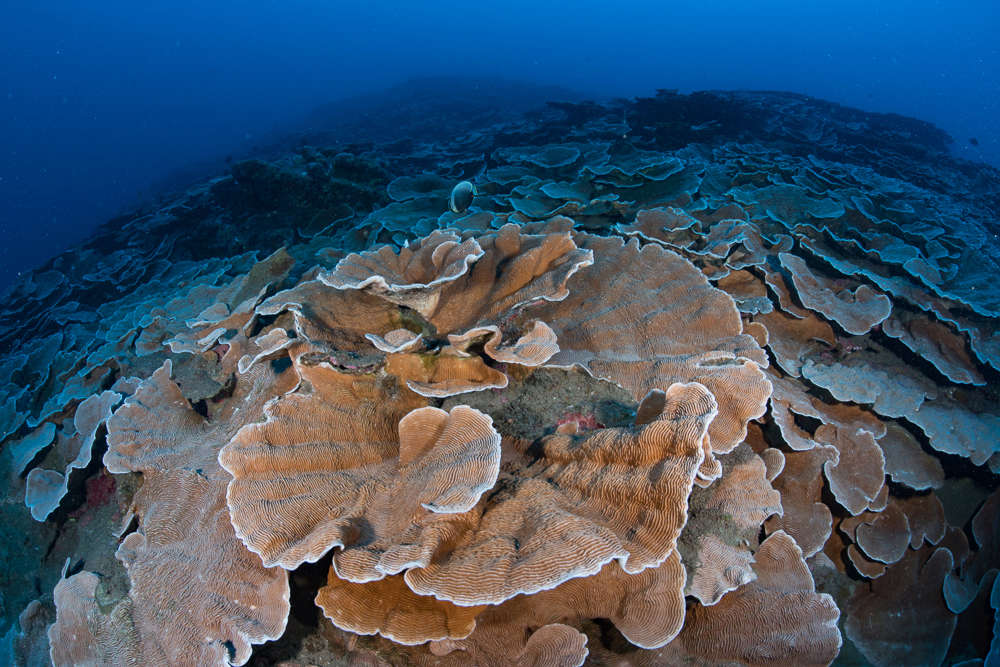 French Polynesia Dsc06111