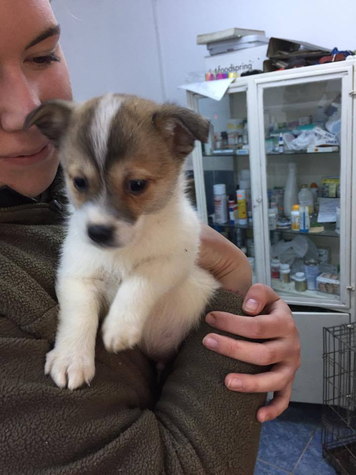 SOS POUR LES 12 CHIOTS EVACUES DE LA FOURRIERE DE PIATRA NEAMT Chiot211