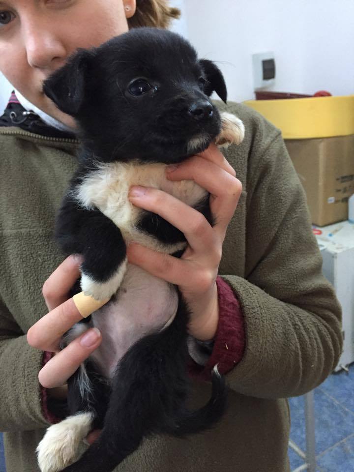 SOS POUR LES 12 CHIOTS EVACUES DE LA FOURRIERE DE PIATRA NEAMT Chiot311