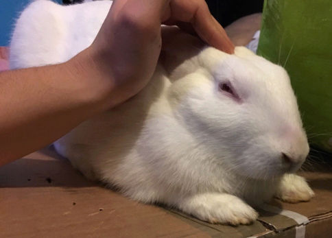 [White Rabbit] Dexter, jeune lapin de laboratoire à parrainer 38305410