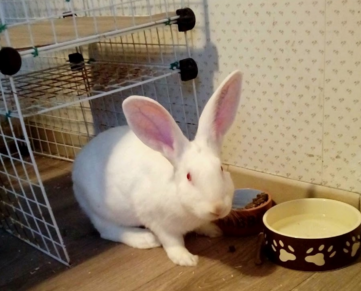 [White Rabbit] Django, jeune lapin de laboratoire à parrainer 70010310
