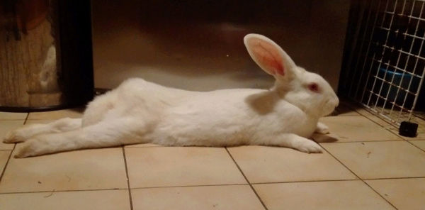 [White Rabbit] Django, jeune lapin de laboratoire à parrainer 76531210