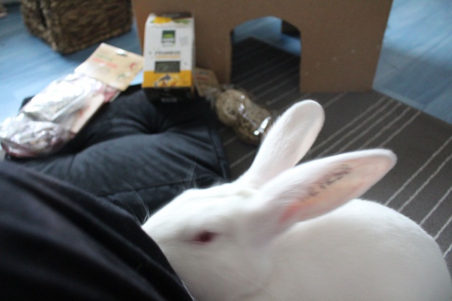 [White Rabbit] Dexter, jeune lapin de laboratoire à parrainer 81830010