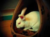 [White Rabbit] Darwin, jeune lapin de laboratoire à parrainer Mini_710