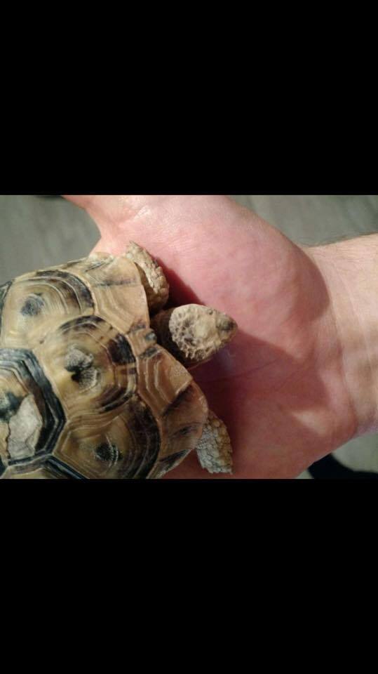 Tortue Graeca trouvée. URGENT 15227910