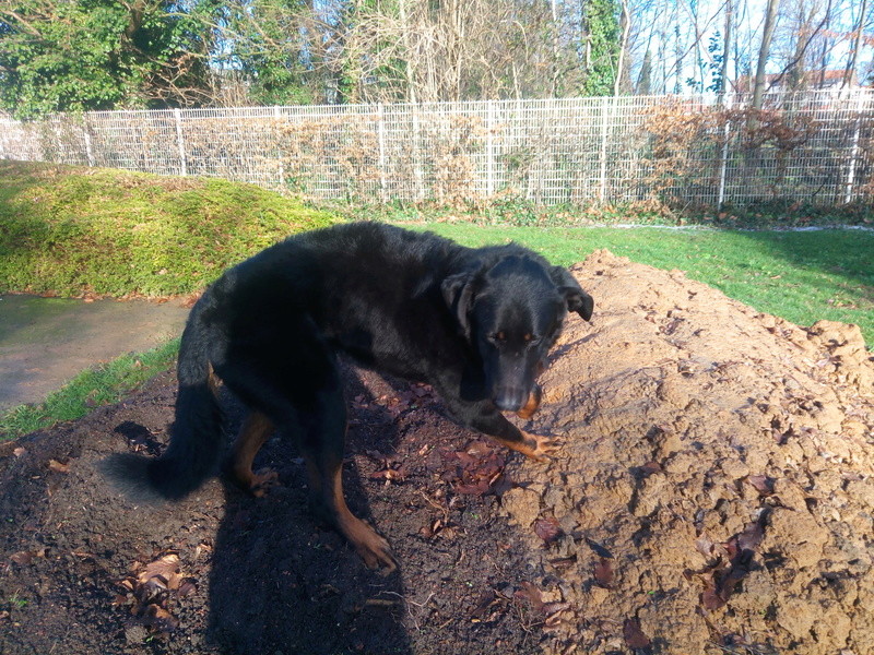 URGENT - Isso, Mâle beauceron LOF, 3 ans - à placer avant Noël  - Page 3 P_201713