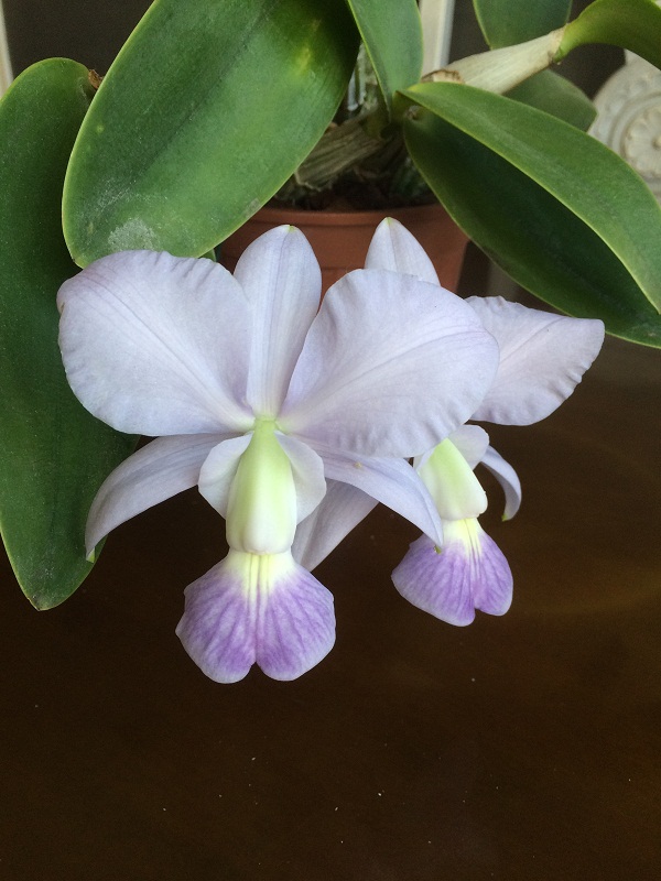 Cattleya walkeriana f. coerulea 'Edwards' Img_1613