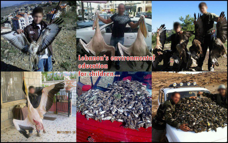 Liban, le pays des massacreurs d'oiseaux migrateurs... 31663710
