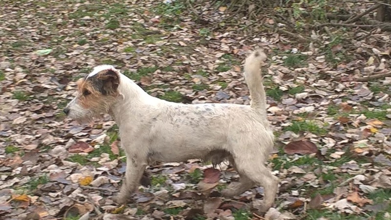 JOHNNATAN, M-X Fox-terrier, env. 12 kg, né 2012 (BACKA) - Pris en charge Asso GALIA Johnna12