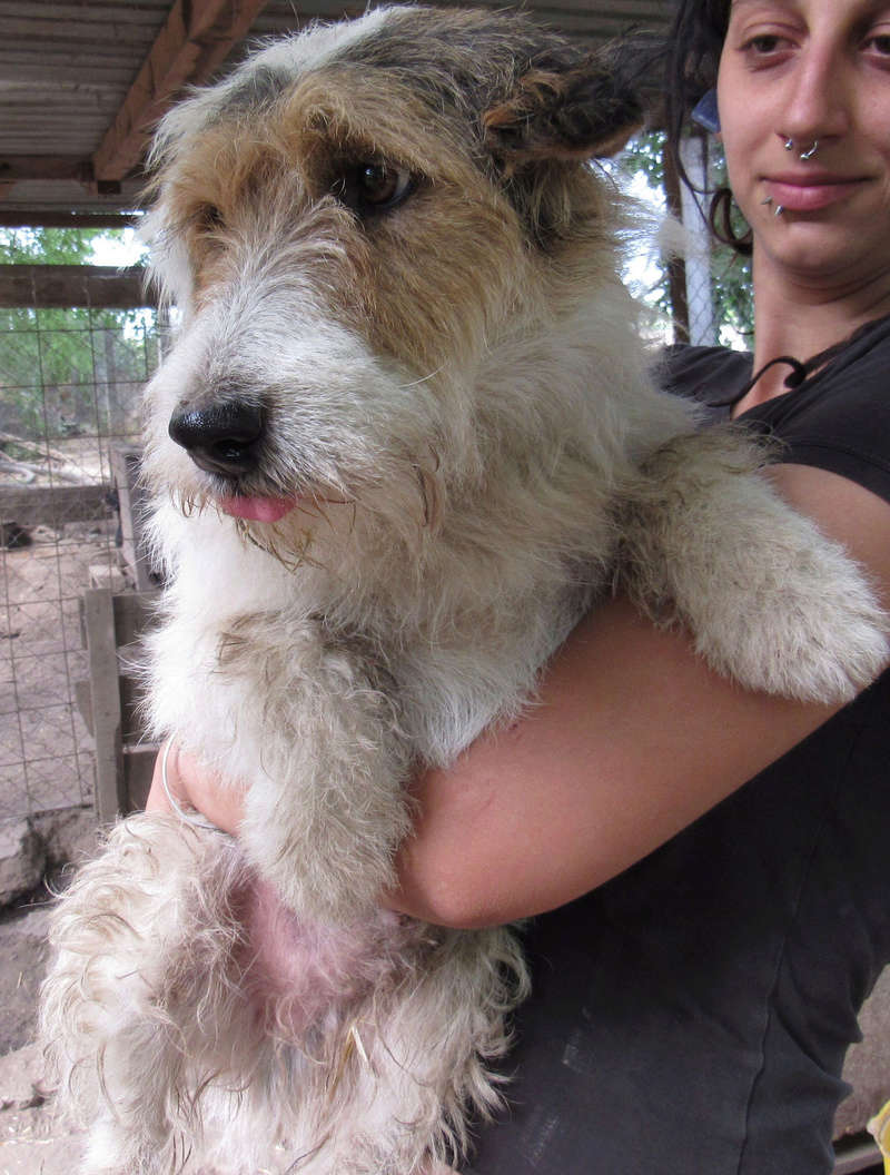 JOHNNATAN, M-X Fox-terrier, env. 12 kg, né 2012 (BACKA) - Pris en charge Asso GALIA Johnna14