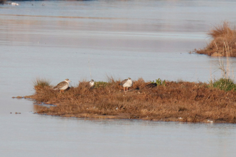 Dans la réserve naturelle Möeze Oléron Combat11