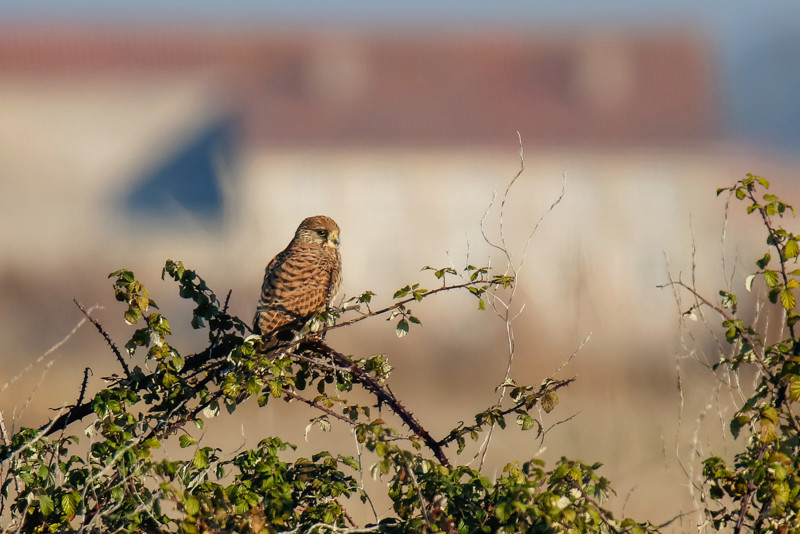 Rapaces dans le marais: Faucon21