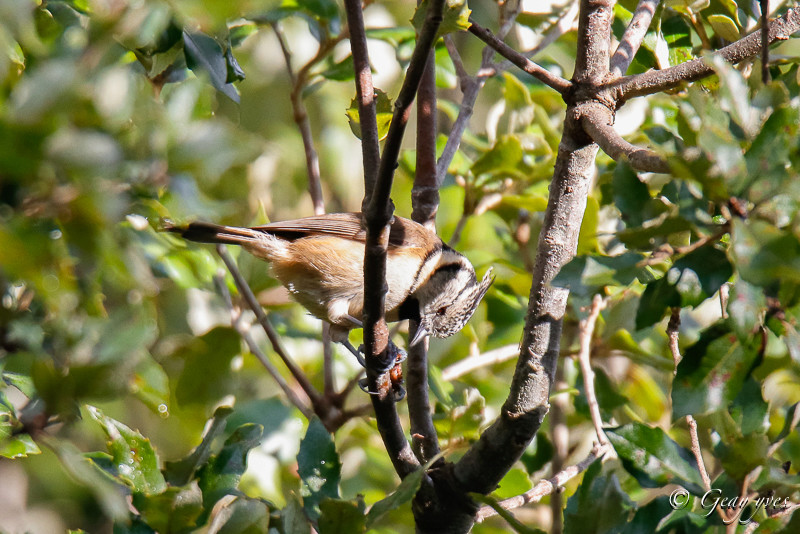 Samedi matin à La Palmyre et dans la forêt  Mysang12