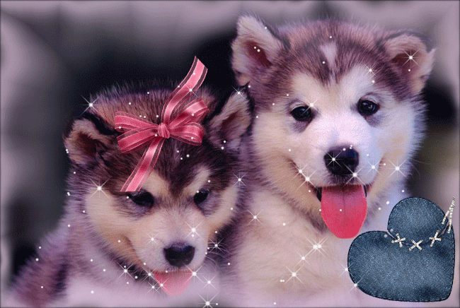 gif  animes  chiens 4d156810
