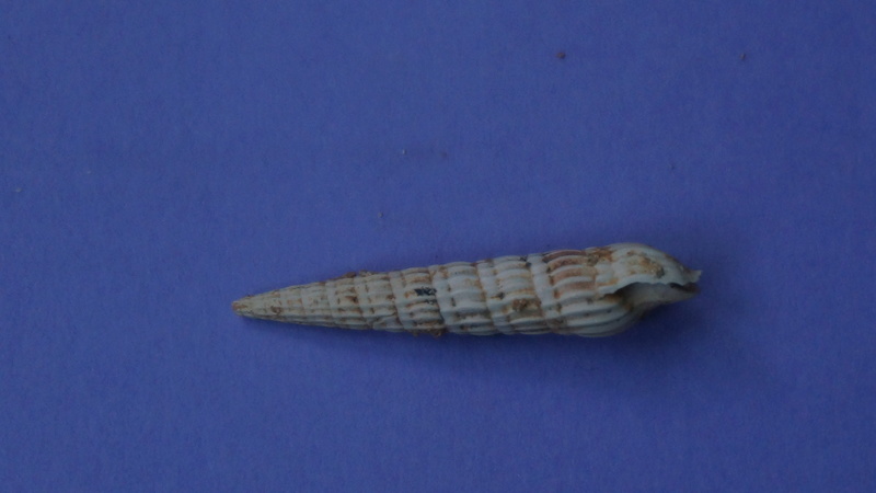 Terebridae - † Terebra basteroti (Nyst, 1843) - Burdigalien de l' Aquitain 01110