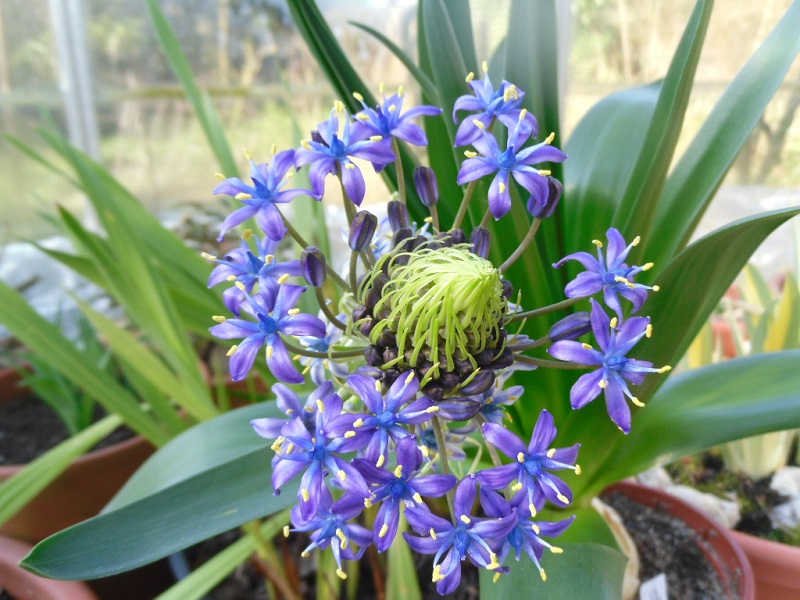 milchstern - Scilloideae - alles über Hyazinthen, Milchsterne, Blausterne, Schneeglanz - Seite 7 Scilla12