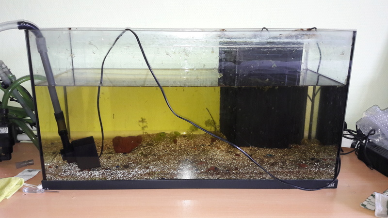 Forest Aquascape 20161212