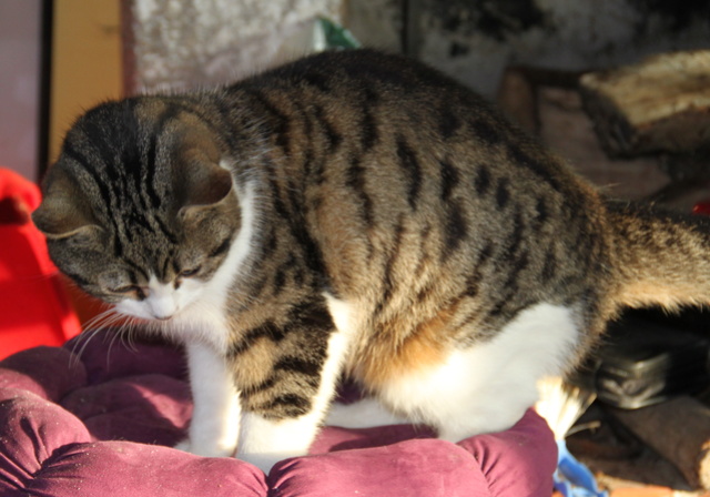 zephyr - ZEPHYR, européen tigré et blanc 2 ans - M Img_3024