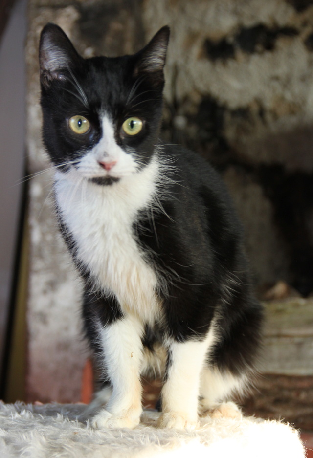 Mylove - MYLOVE, européenne noire et blanche, 2 ans - F Img_3629