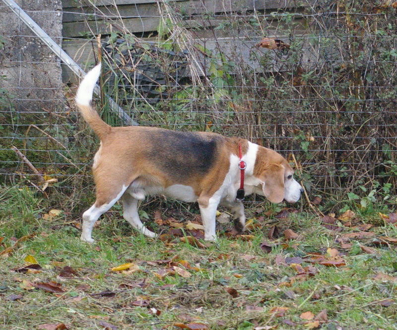 8jähriger Beaglebub sucht neue Wirkungsstätte 211