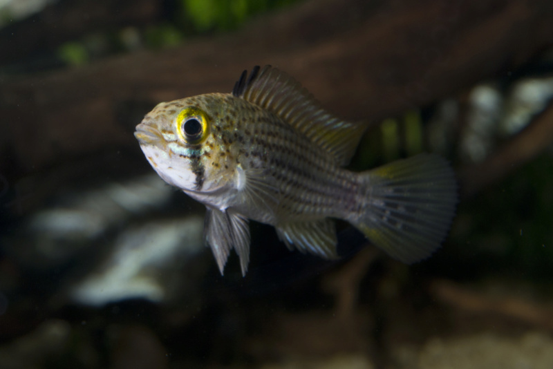 Apistogramma tucurui Dsc_0014