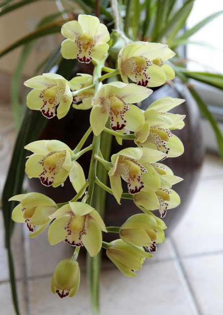 orchidées - floraisons du moment 2017 _mg_4610