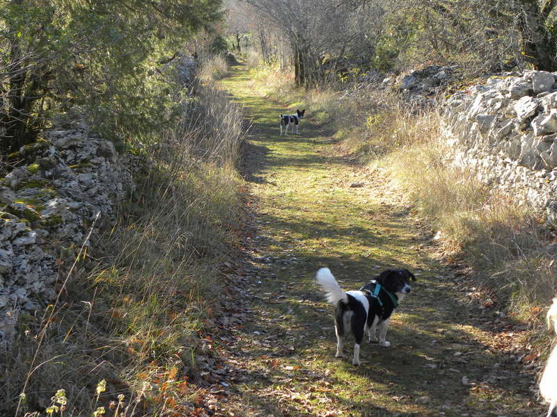 KYRIA - Femelle croisée, née en 2012, petite à moyenne (PASCANI) -adoptée par Florence (dpt40) - Page 8 Dscn9016