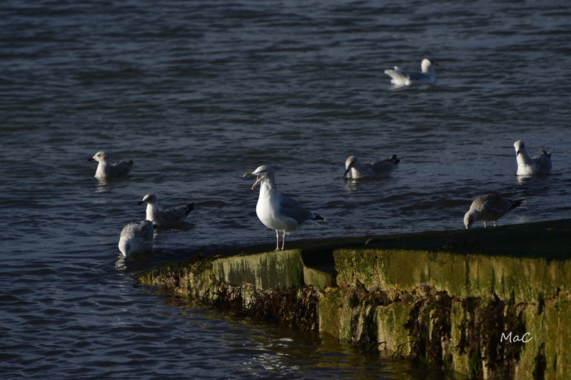 oiseaux de mer.... _mac0710