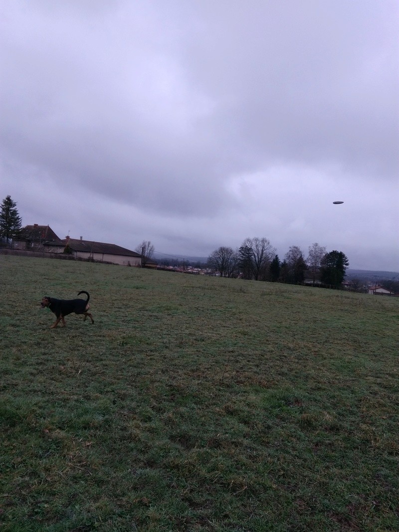 dur dur d"etre un chien - Page 2 Img_2018