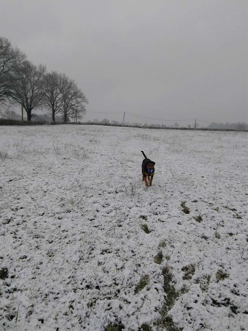 dur dur d"etre un chien - Page 2 Img_2039