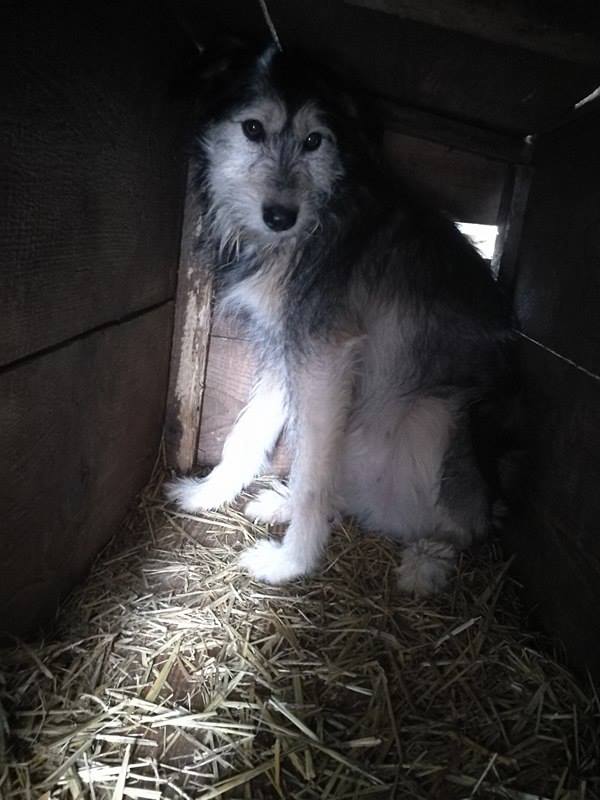 MISTRALE !! + de 3 ans de box !! femelle, née environ en août 2014, taille moyenne - REMEMBER ME LAND - ADOPTEE PAR VIRGINIE (95) Mist10