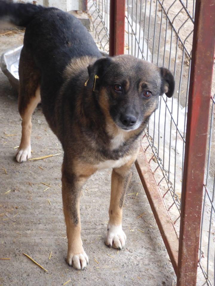 ROXY - Femelle croisée, née environ environ janvier 2010,  taille moyenne - (Pascani) - REMEMBER ME LAND - En FA chez Catherine (Belgique). Adoptée par Jean-Louis et Renée ( Belgique) Roxxy10