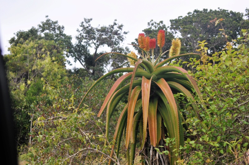 Quelques grands aloes de Madagascar Dsc_0050