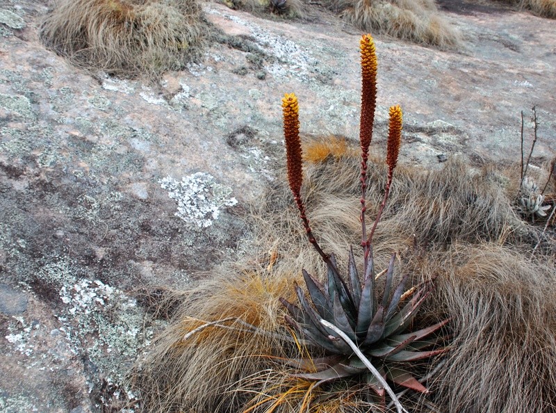 Quelques petits aloes du sud malgache Dsc_0627