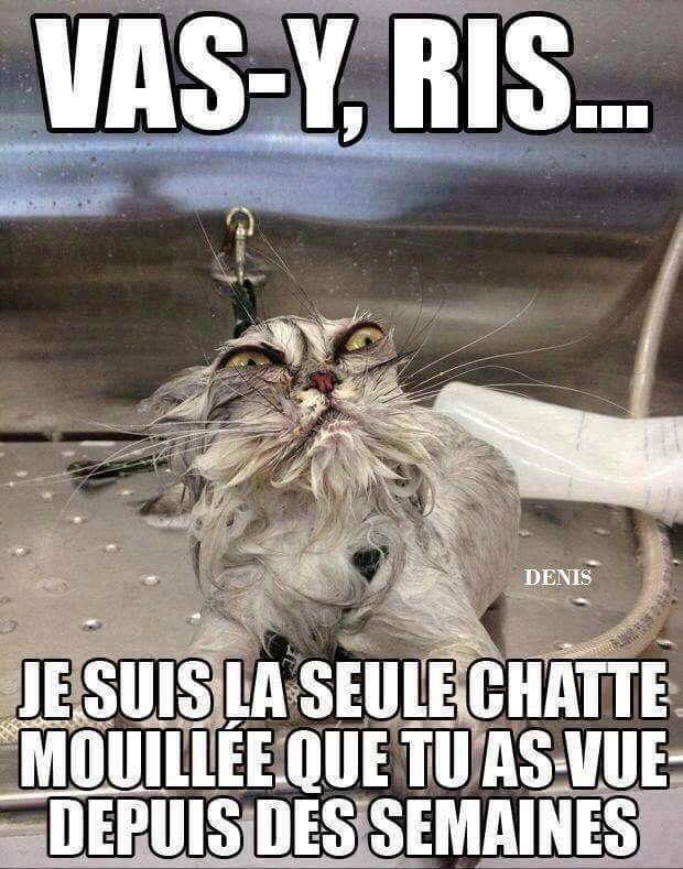 Topic Humour - Page 21 Chatte10