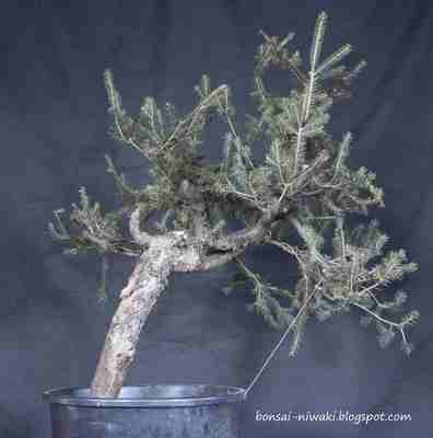 Picea abies_spruce_3 1a_f10