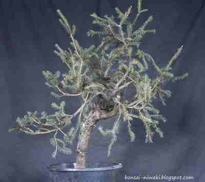 Picea abies_spruce_3 1b_f10