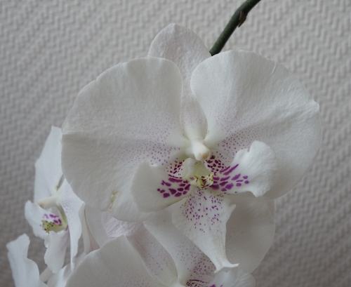 Orchideen in Glasvasen 5 (SGK) - Seite 35 Phalae12