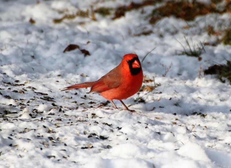 Cardinal rouge Belle_20