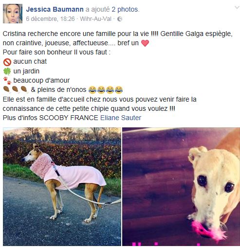 CRISTINA galga née en 2008 pas ok chats Adoptée Cristi14