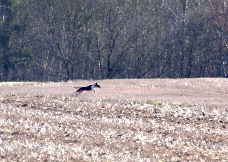 Rallye Au Pas Du Lièvre 01610