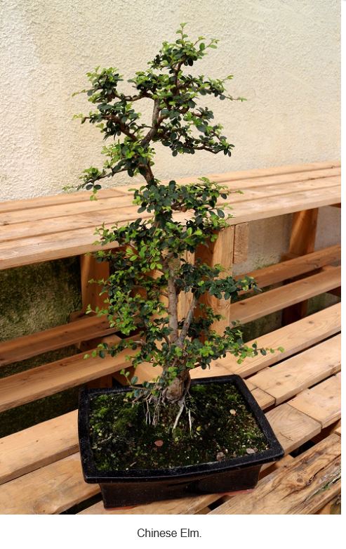 MAME OR SMALL SHOHIN-SPECIES VARIETY RECOMMENDATION- Ficus, Kingsville Boxwood, Bucida Spinosa, Neea Chines11