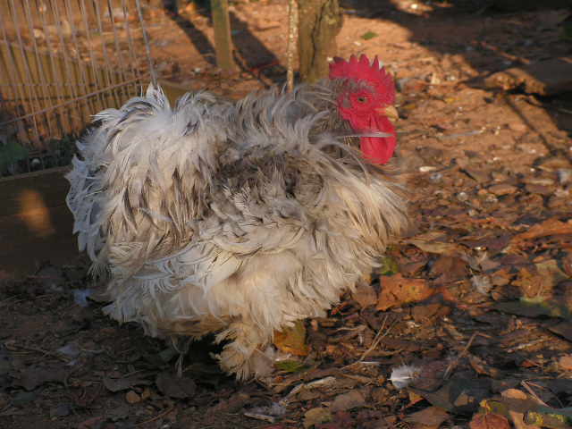 Grande exposition /concours avicole virtuel de fin d'année spécial Gallinacée (100 euros à gagner) Pict0210