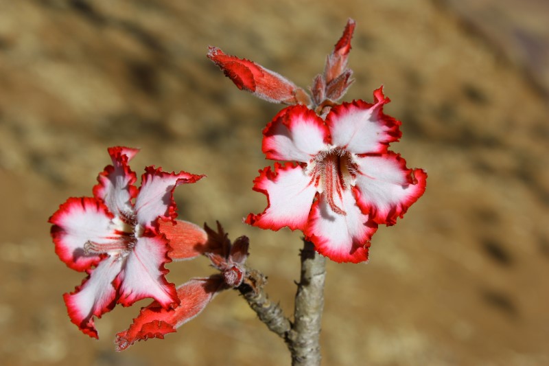 Adenium multiflorum Img_3410