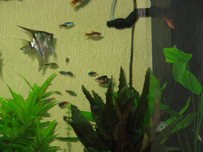 Les habitants de mon aquarium Img_0015