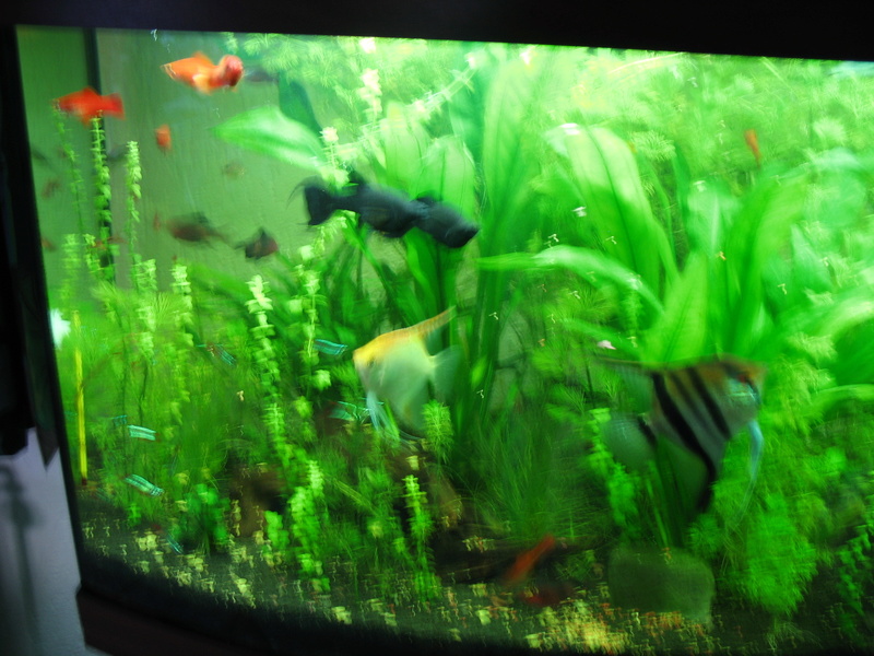 Les habitants de mon aquarium Img_0021